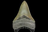 Serrated, Fossil Megalodon Tooth - Killer Tooth #142353-1